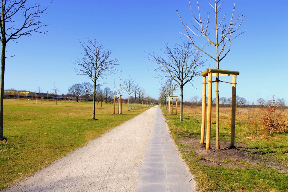 Row of trees relax switch off