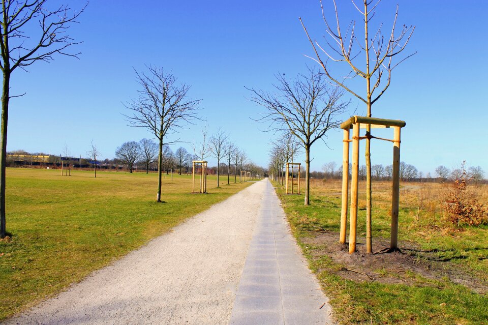 Row of trees relax switch off photo