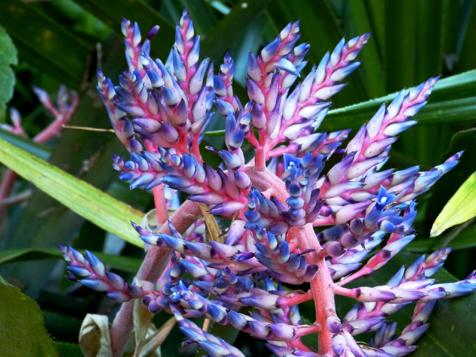 Nature plant tropics