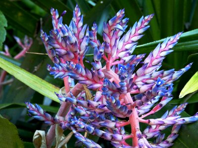 Nature plant tropics