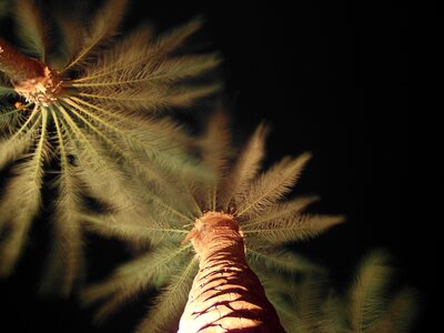 Palm trees palm to heaven photo