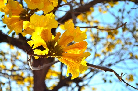 Flower yellow trees