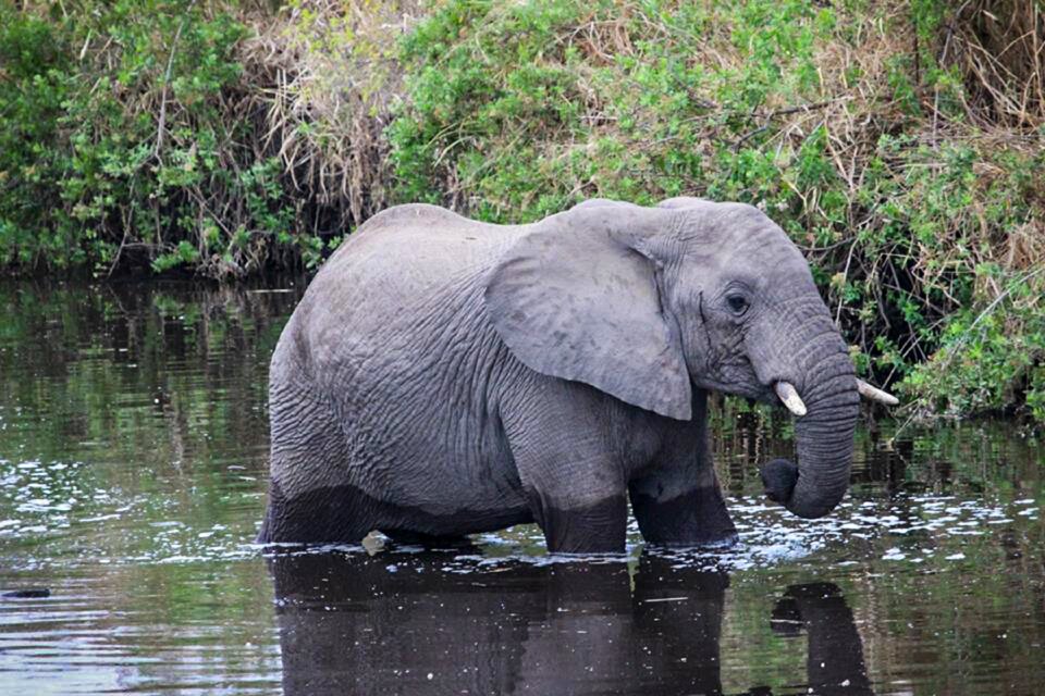 Africa animal wildlife