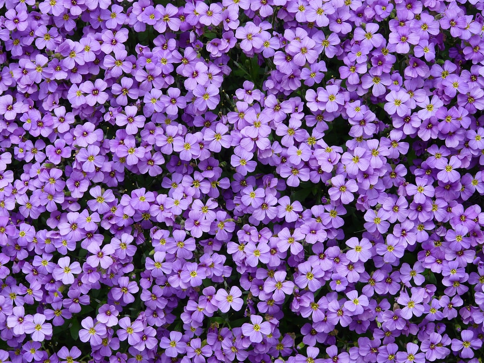Cruciferous plant brassicaceae cruciferae
