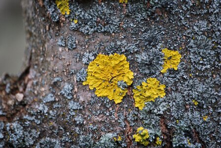 Forest nature plant