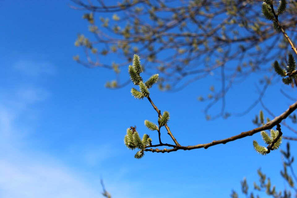 Spring tree bud