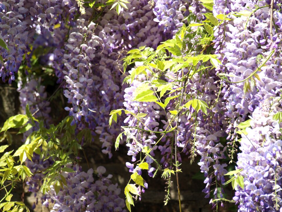 Flowers purple rank plant