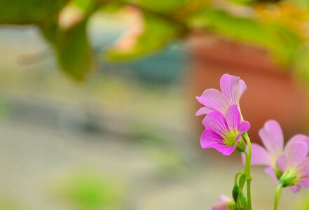 Lu bian floret pink wild