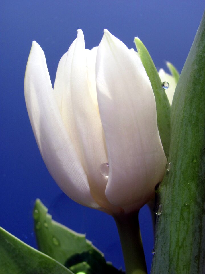 Tulip white drop of water