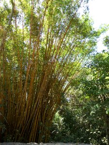 Yellow bamboo forest costa rica photo