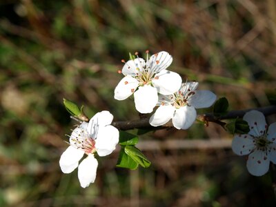 Bloom spring white