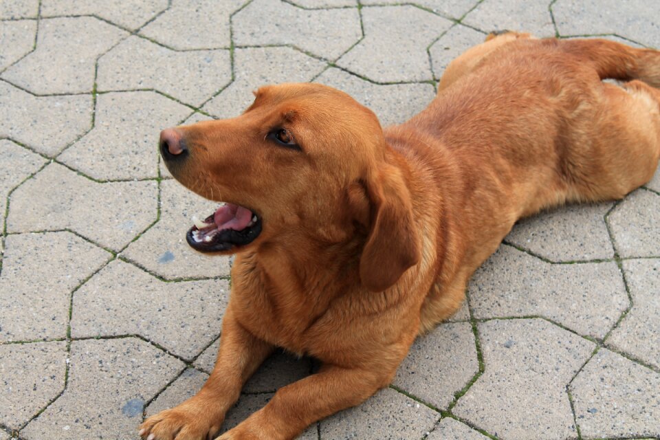 Dachshund hybrid pet