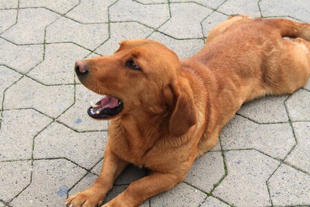 Dachshund hybrid pet