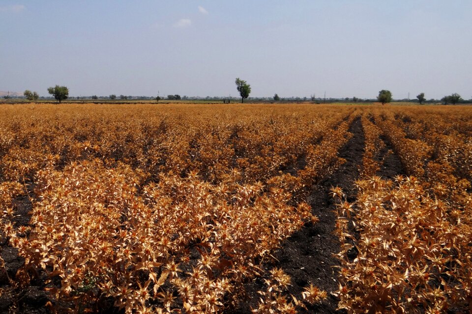 Harvest-ready karnataka india