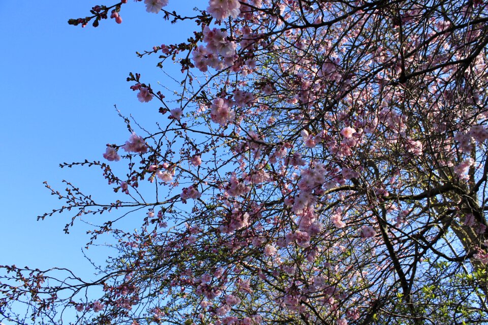 Spring pink nature