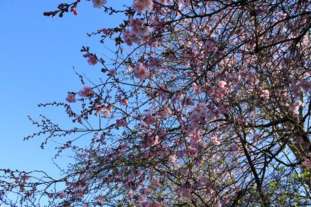 Spring pink nature