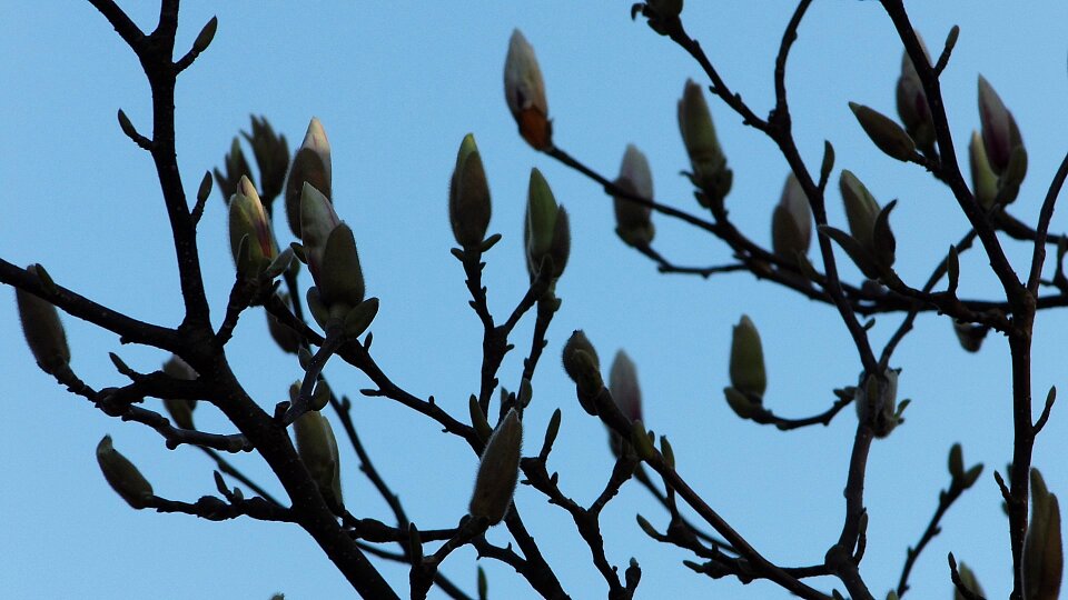 Bloom garden tree photo