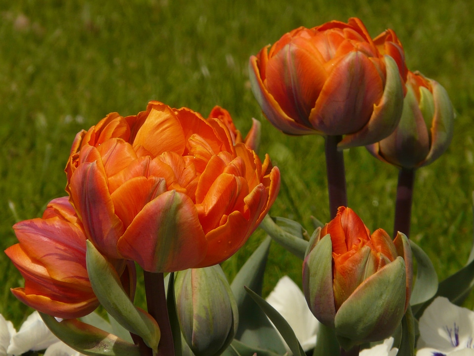 Spring flowers orange