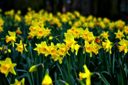 Lent lily yellow spring photo