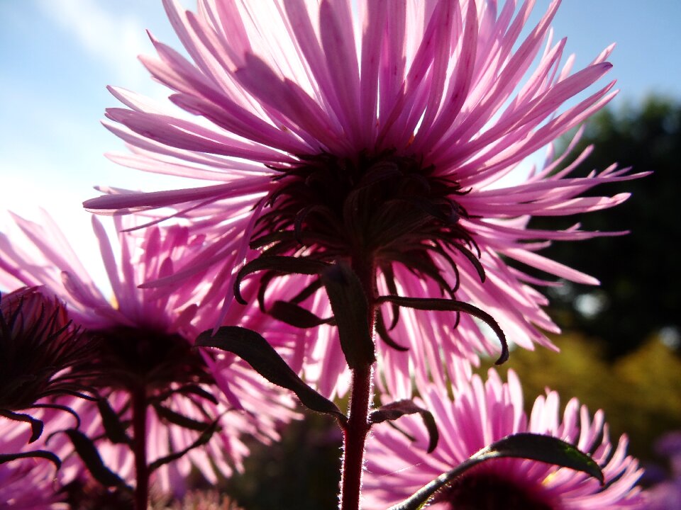 Spring flowers blossom