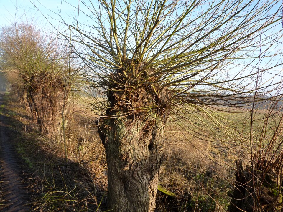 Braid branches salix