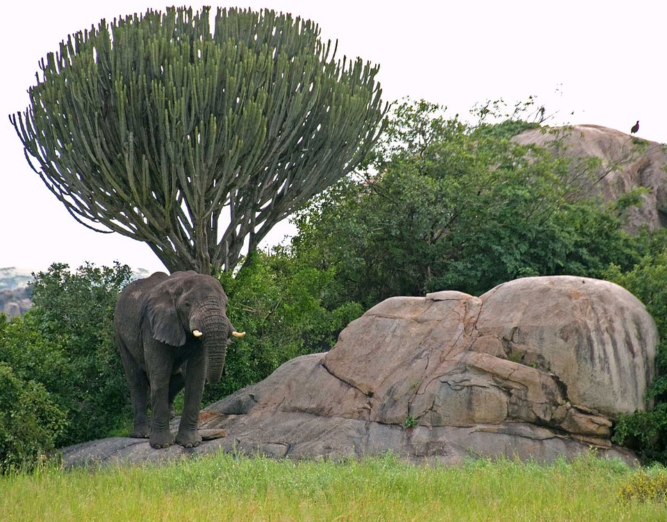 Tree tanzania africa