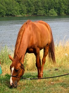Horses chestnut browse