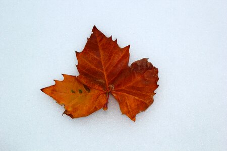 Dried leaf winter snow photo