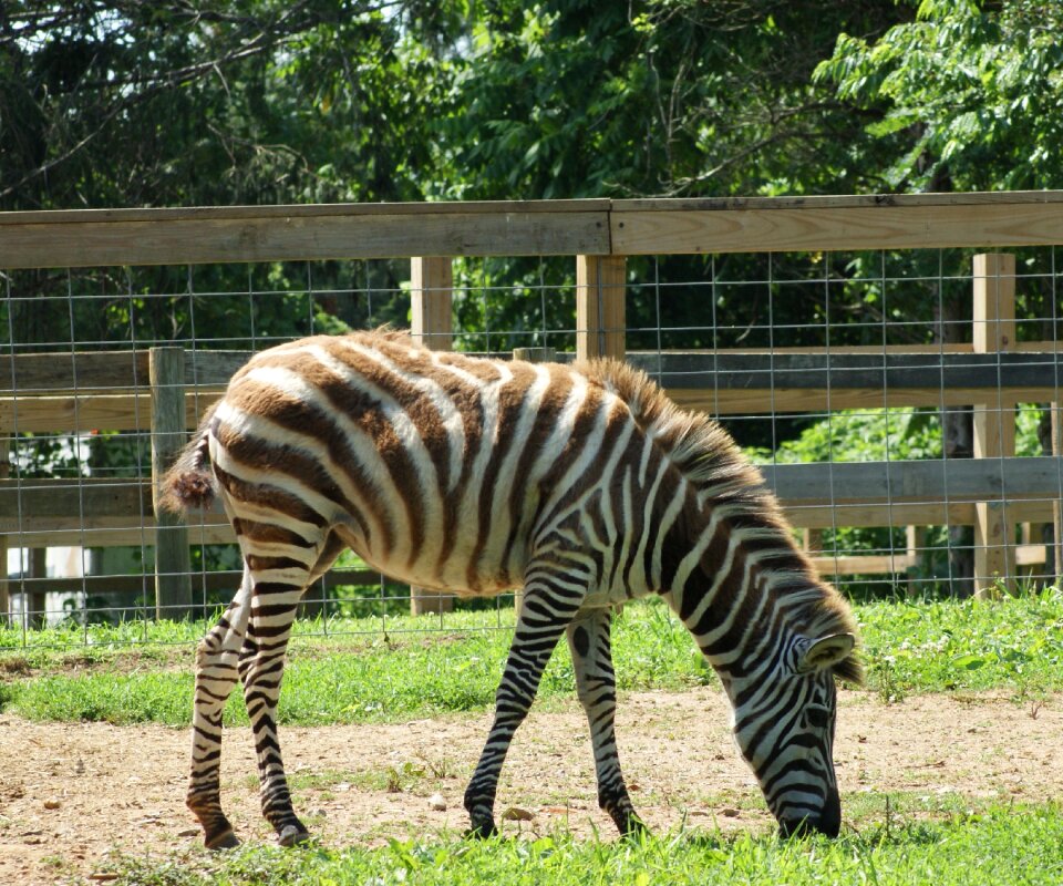 Eating animal mammal