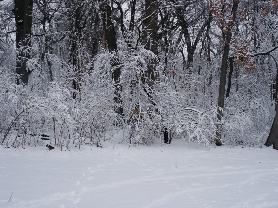 Winter wilderness nature