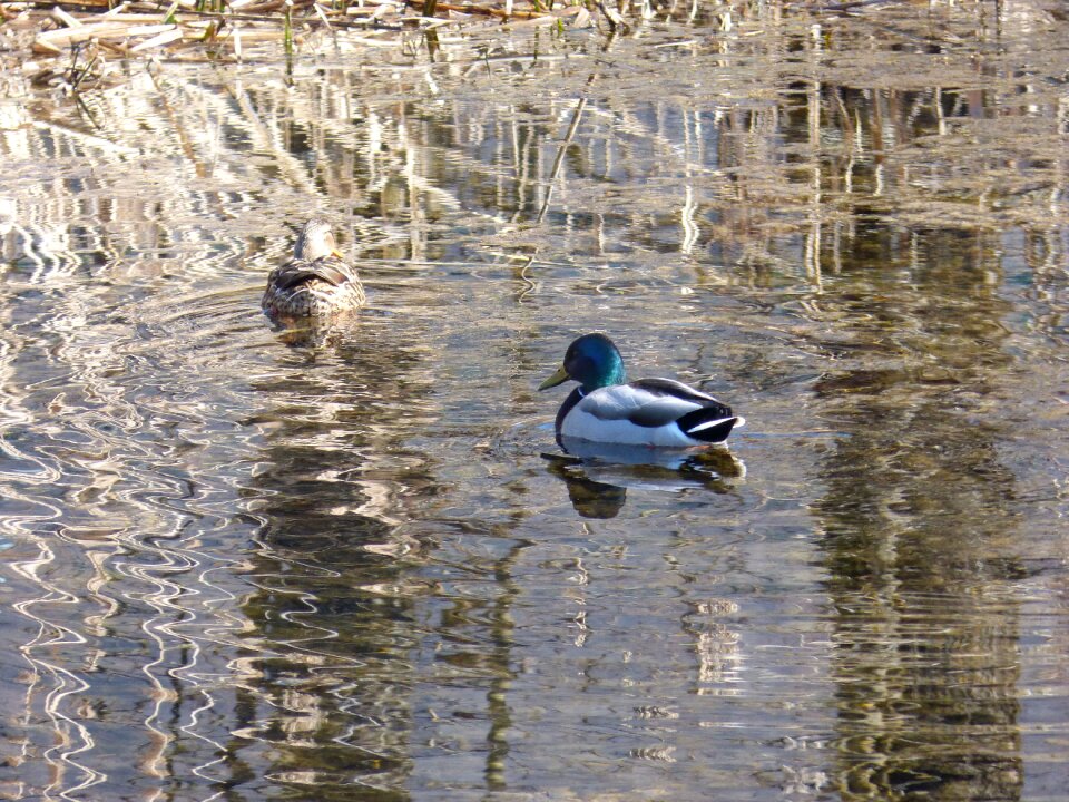 Reed mirroring rush photo