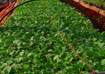 Agriculture farming karnataka photo