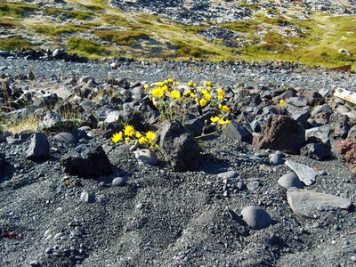 Flower grey yellow