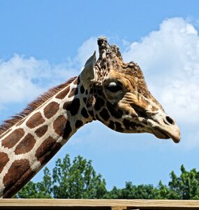 Mammal neck spots photo