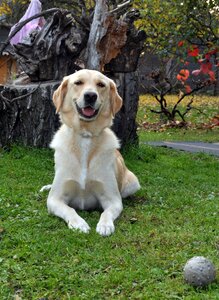 Cute animal loyalty