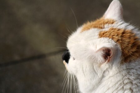 Close up domestic cat head photo