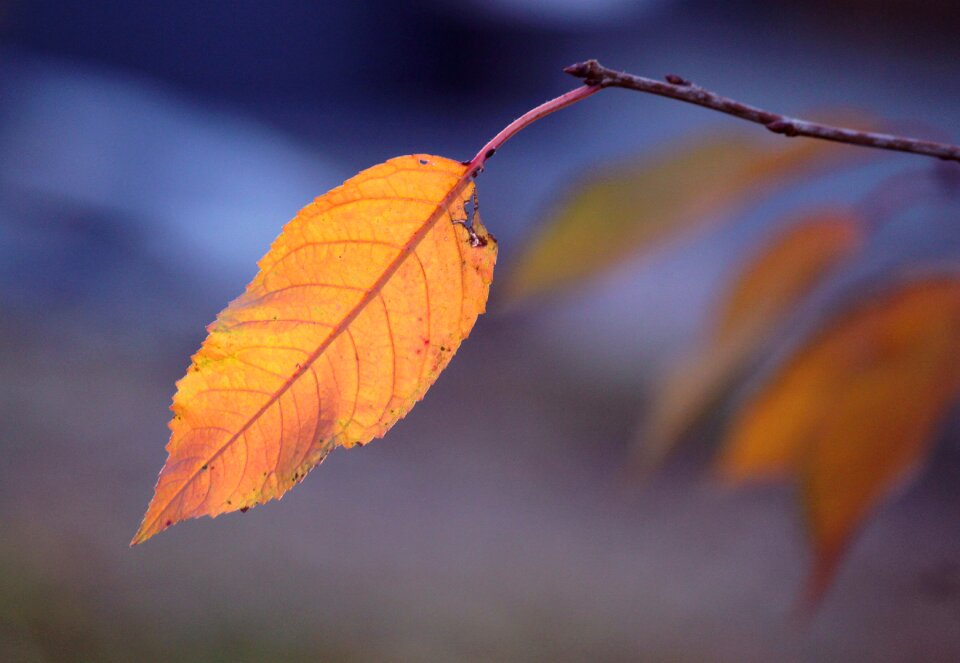 Leaves in the autumn fall foliage golden autumn