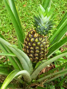 Fruit exotic plant
