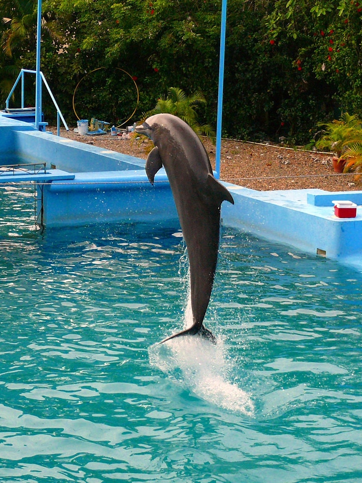 Pool dominican republic