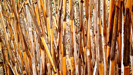 Vegetable botany nature
