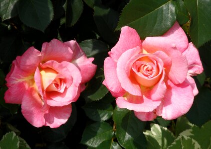 Nature pink fragrance