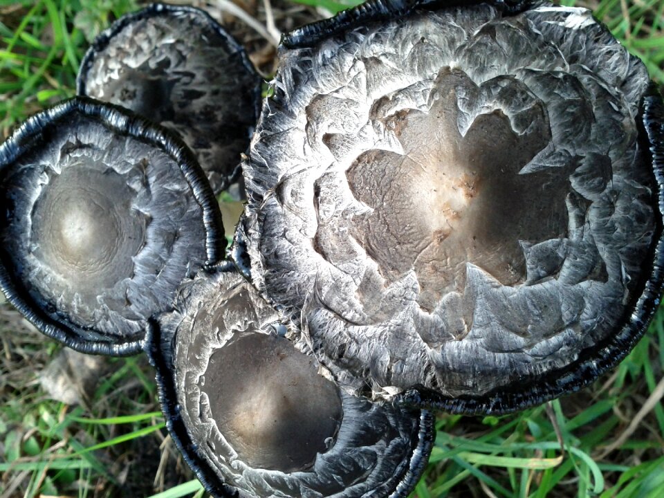 Comatus mushroom mushrooms