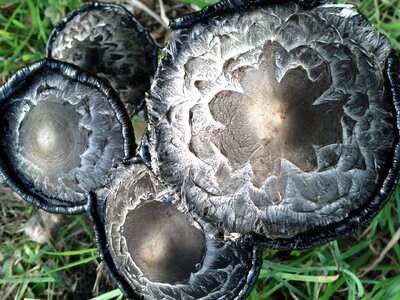Comatus mushroom mushrooms