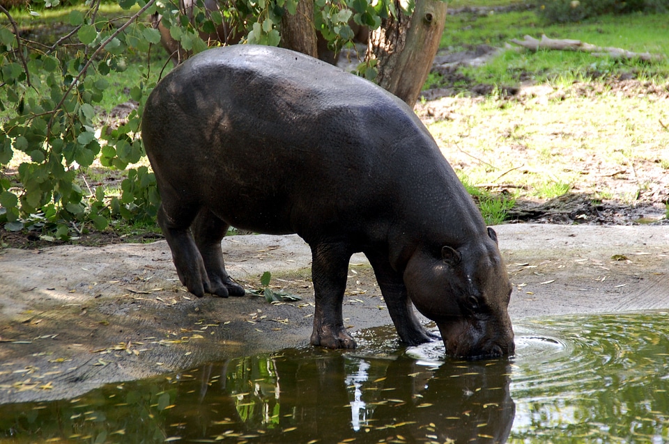 Mammal safari south america