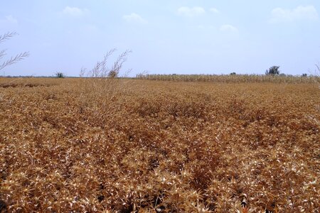 Harvest-ready karnataka india