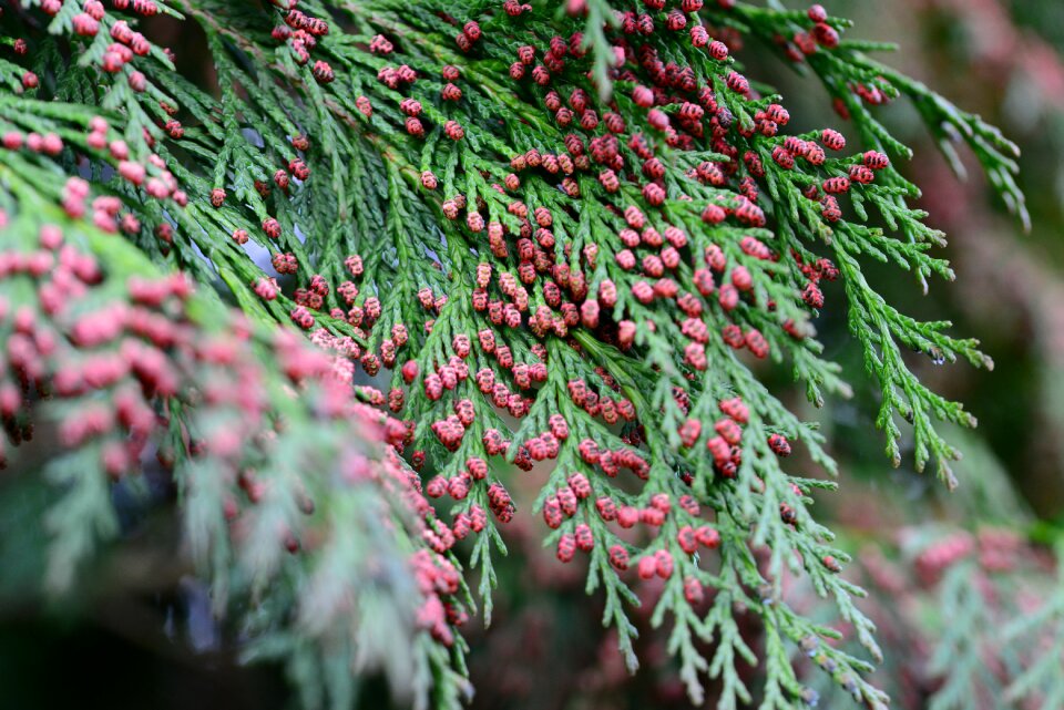 Flowers spring close-up