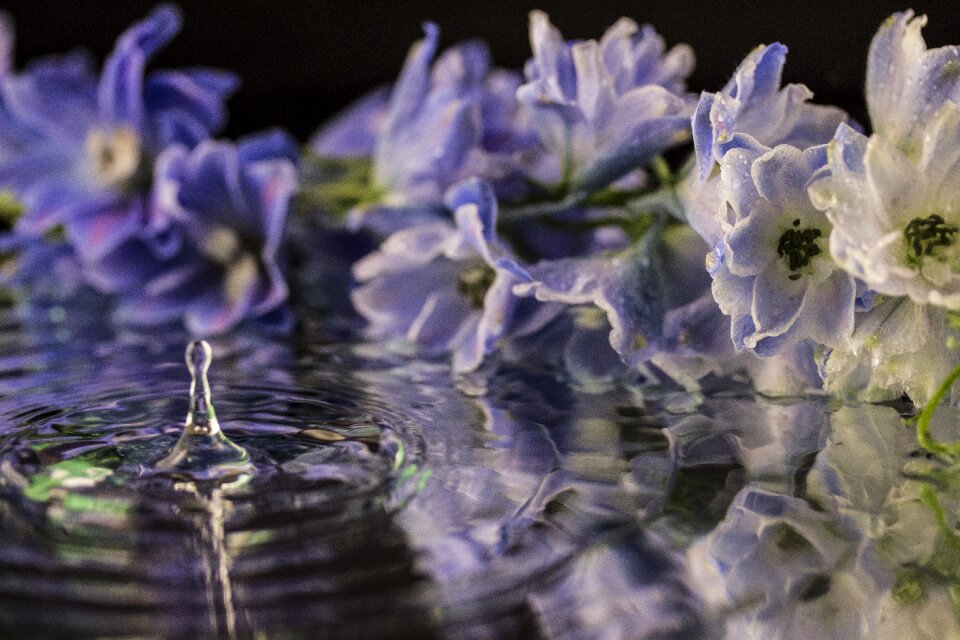 White water purple