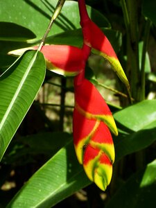 Blossom bloom heliconia photo