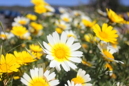 Spring green nature photo