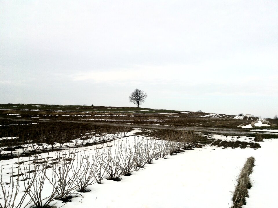 Nature tree landscape